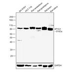 gamma Adaptin Antibody in Western Blot (WB)