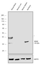 BDNF Antibody in Western Blot (WB)