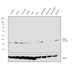 BDNF Antibody in Western Blot (WB)