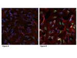 HIF1A Antibody in Immunocytochemistry (ICC/IF)