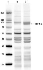 HIF1A Antibody in Western Blot (WB)