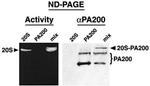 PSME4 Antibody in Western Blot (WB)