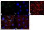 PSMD7 Antibody in Immunocytochemistry (ICC/IF)