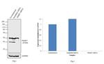 PSMD7 Antibody in Western Blot (WB)