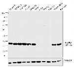 PGP9.5 Antibody