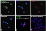 TRIF Antibody in Immunocytochemistry (ICC/IF)