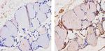 THRA Antibody in Immunohistochemistry (Paraffin) (IHC (P))