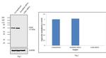 A-Raf Antibody in Western Blot (WB)