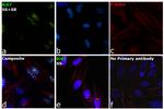 Ki-67 Antibody in Immunocytochemistry (ICC/IF)