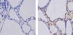 THRA Antibody in Immunohistochemistry (Paraffin) (IHC (P))