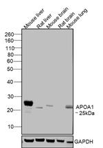 ApoA1 Antibody in Western Blot (WB)