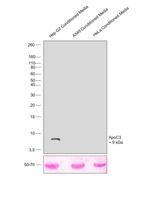 ApoC3 Antibody in Western Blot (WB)