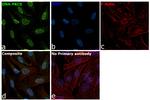 DNA-PK Antibody in Immunocytochemistry (ICC/IF)