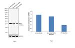 RPA2 Antibody