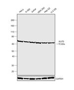 Ku70 Antibody in Western Blot (WB)