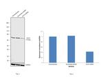 Ku70 Antibody in Western Blot (WB)