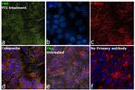 Fibronectin Antibody in Immunocytochemistry (ICC/IF)