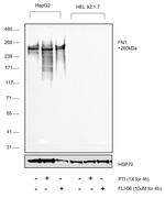 Fibronectin Antibody in Western Blot (WB)