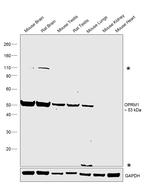 OPRM1 Antibody