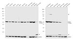OPRM1 Antibody in Western Blot (WB)