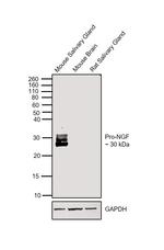 NGF Antibody