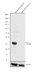 UCP1 Antibody in Western Blot (WB)