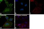 Cofilin Antibody in Immunocytochemistry (ICC/IF)