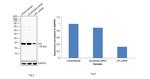 Cofilin Antibody in Western Blot (WB)