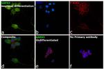 GAP43 Antibody in Immunocytochemistry (ICC/IF)