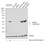 GAP43 Antibody in Western Blot (WB)