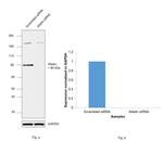 l-Afadin Antibody in Western Blot (WB)