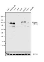 delta Catenin Antibody in Western Blot (WB)