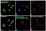 delta Catenin Antibody in Immunocytochemistry (ICC/IF)