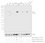 Zyxin Antibody