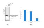 Cathepsin D Antibody in Western Blot (WB)