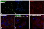 Lysozyme Antibody in Immunocytochemistry (ICC/IF)