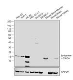 Lysozyme Antibody in Western Blot (WB)