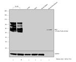 Myeloperoxidase Antibody in Western Blot (WB)