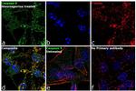 Caspase 9 (active) Antibody in Immunocytochemistry (ICC/IF)