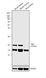 BID Antibody in Western Blot (WB)