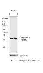 Granzyme B Antibody