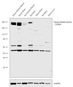 Myosin Skeletal Muscle Antibody