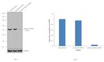 gamma Tubulin Antibody in Western Blot (WB)