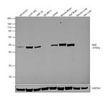 NSE Antibody in Western Blot (WB)