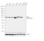 MEK3 Antibody