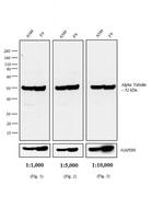 Rat IgG (H+L) Secondary Antibody in Western Blot (WB)