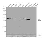 NSE Antibody in Western Blot (WB)