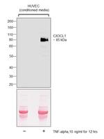 CX3CL1 Antibody in Western Blot (WB)