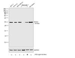 SOCS1 Antibody in Western Blot (WB)