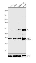 SET Antibody in Western Blot (WB)